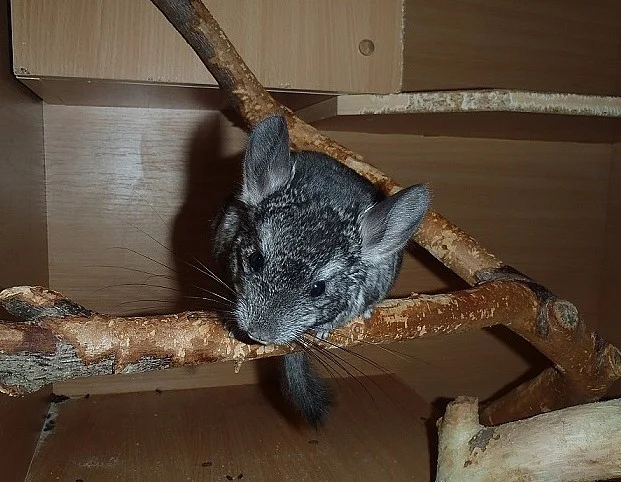 Samička činčily
